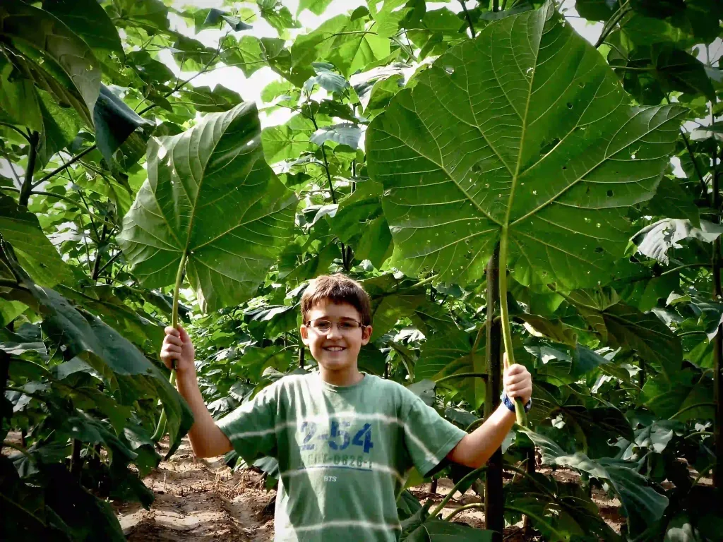 huge paulownia leaves