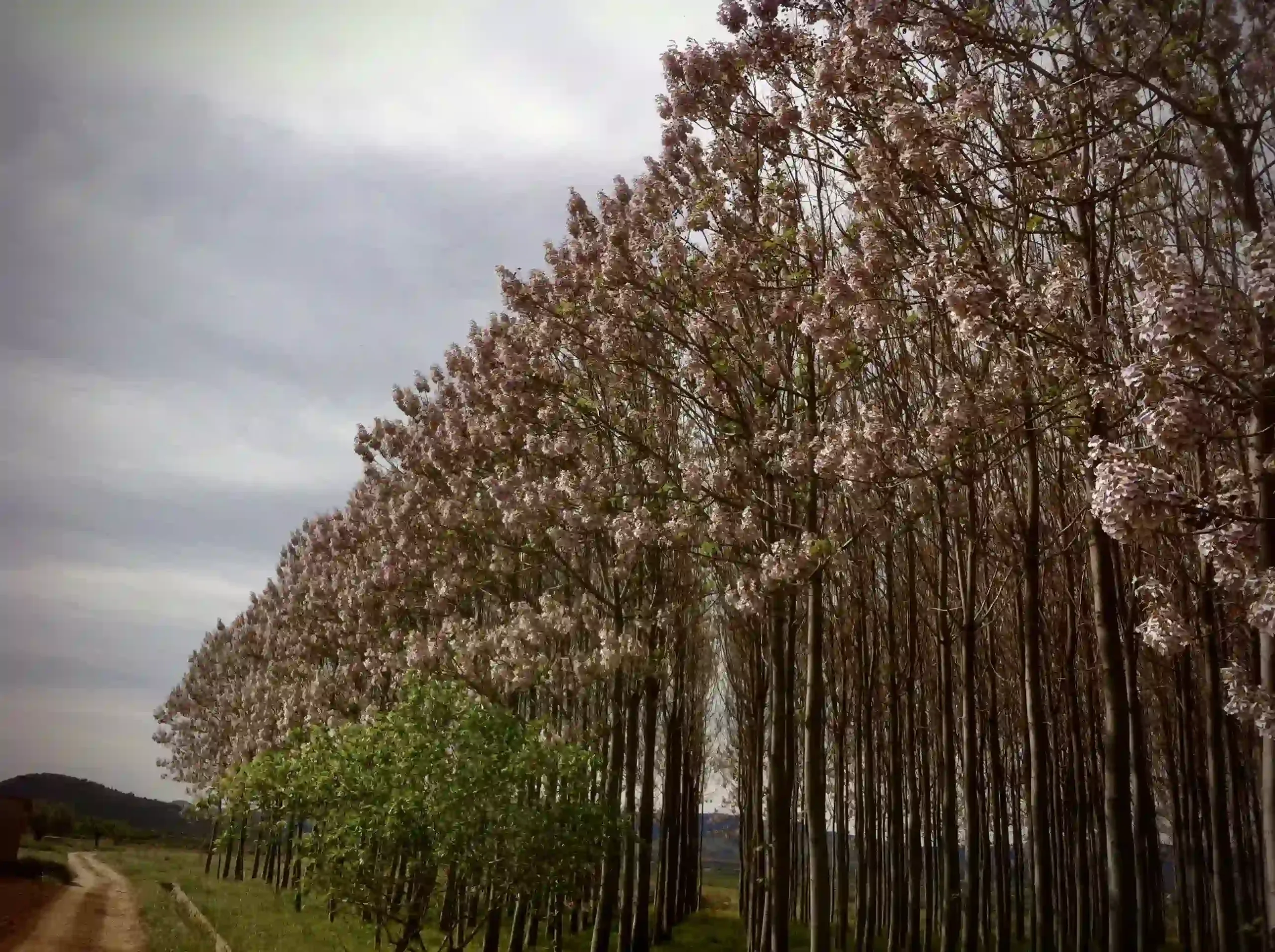 paulownia-plantation-in-spring