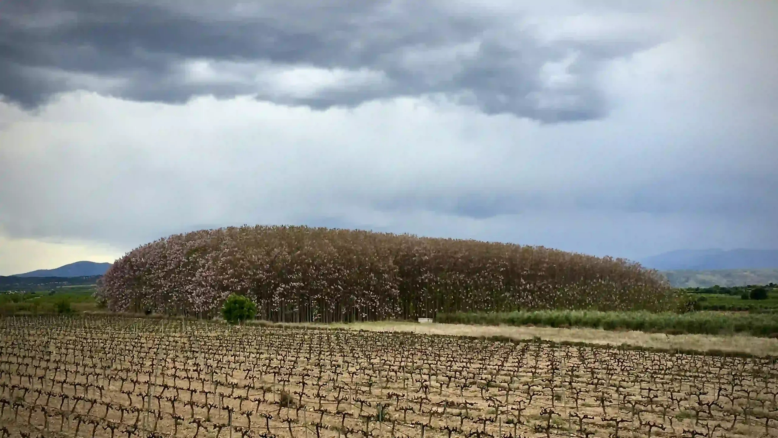 A well managed Paulownia Plantation
